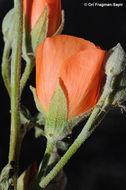 Image of desert globemallow