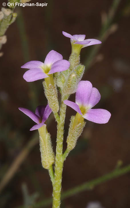 Image of Eremobium aegyptiacum (Spreng.) Asch.