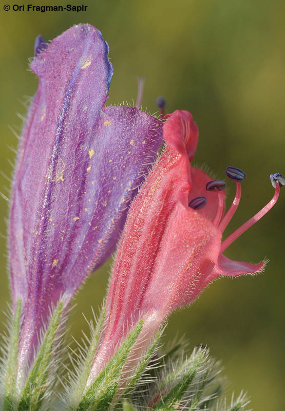 Image of Echium rauwolfii Del.