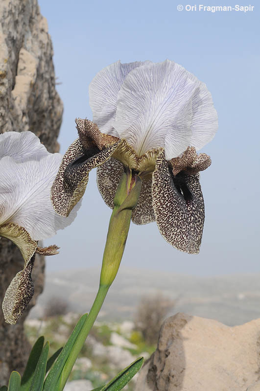 Plancia ëd Iris bismarckiana Dammann & Sprenger