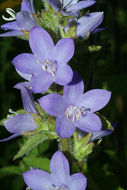 Image of Campanula peregrina L.