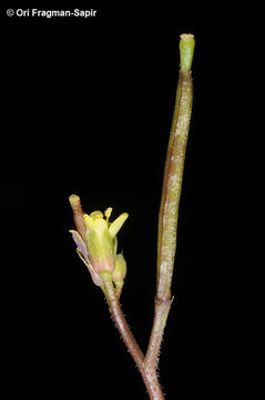 Image of Diplotaxis viminea (L.) DC.