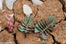 صورة Bongardia chrysogonum (L.) Sp.