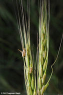 صورة Aegilops sharonensis Eig