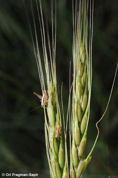 Aegilops sharonensis Eig resmi