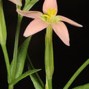 Image of Yellow centaury