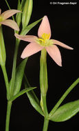 Image of Yellow centaury