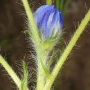Image of Bitter Blue-lupin