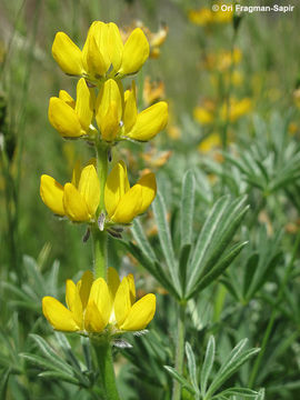 Image of European yellow lupine