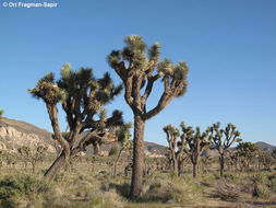 Слика од Yucca brevifolia Engelm.