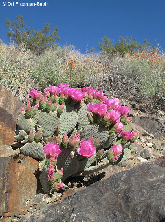 Image of Beavertail Cactus