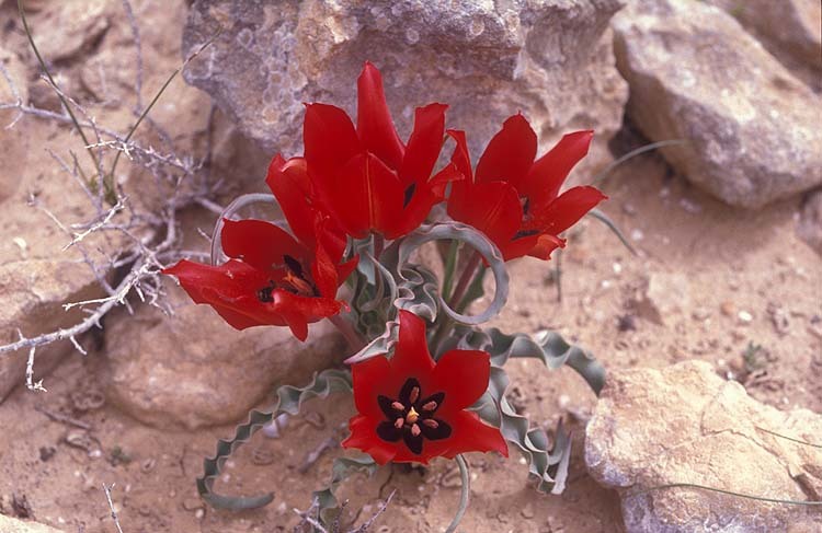 Image of Tulipa systola Stapf