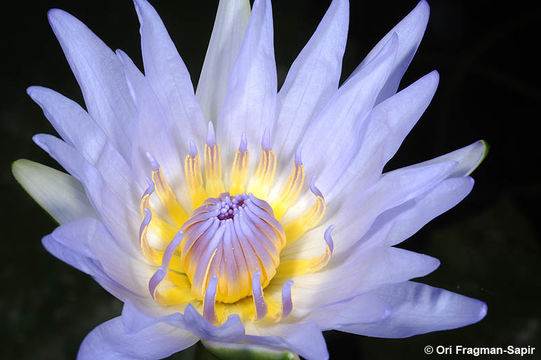 Imagem de <i>Nymphaea capensis</i>