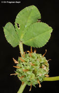 Image de Trifolium glomeratum L.