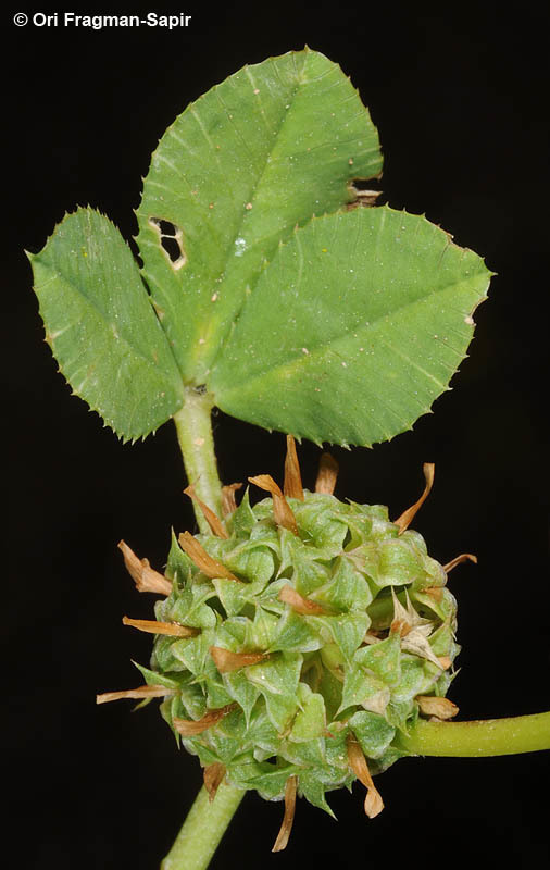 Image of clustered clover