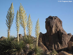 Image of Parry's beargrass