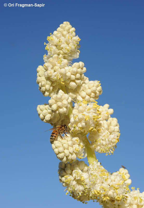 Image of Parry's beargrass