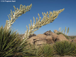 Image of Parry's beargrass