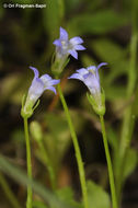Image of Solenopsis laurentia (L.) C. Presl