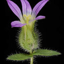 Image of Campanula hierosolymitana Boiss.