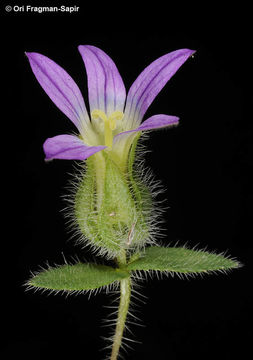 Image of Campanula hierosolymitana Boiss.