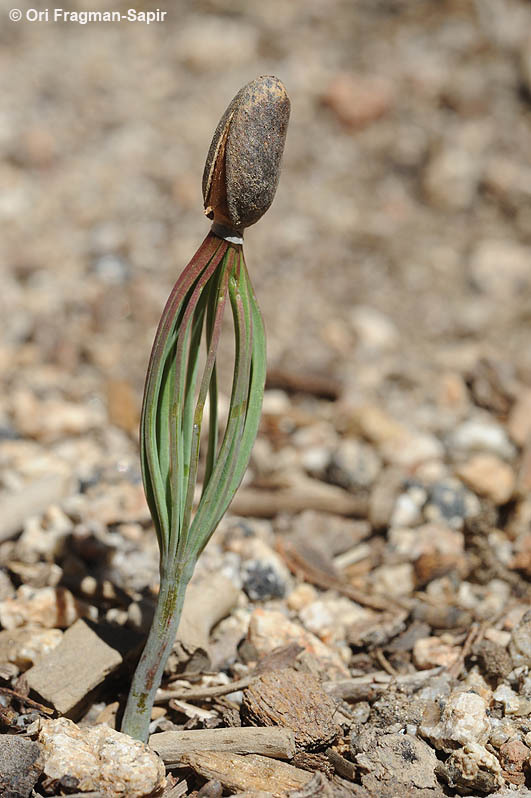 Image of Jeffrey Pine