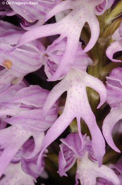 Image of Naked Man Orchid