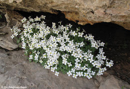 Image of Gray rockcress