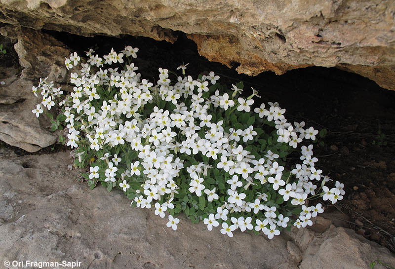 Image of Gray rockcress