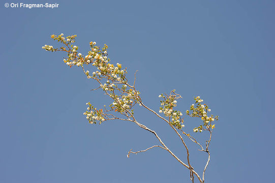 Image of creosote bush