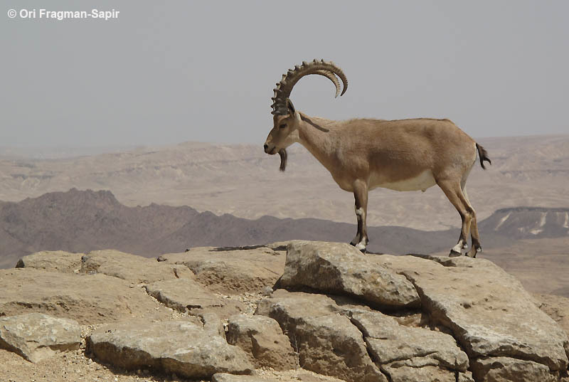 Image of Alpine Ibex