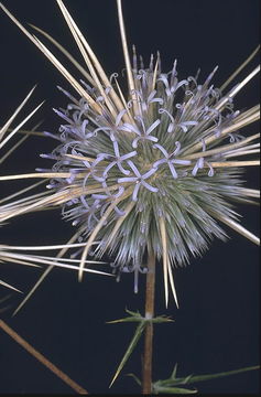 Image de Echinops polyceras Boiss.