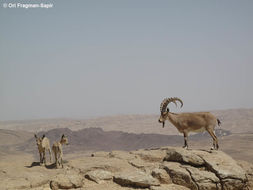 Image of Alpine Ibex