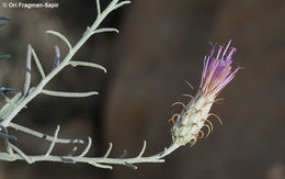 Image of Jurinea staehelinae (DC.) Boiss.