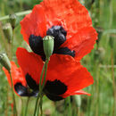 Image of Papaver arenarium M. Bieb.