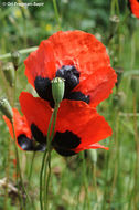 Image of Papaver arenarium M. Bieb.