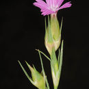Image of Dianthus cyri Fisch. & C. A. Mey.
