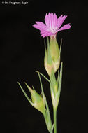 Image of Dianthus cyri Fisch. & C. A. Mey.