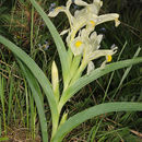 Image of Iris caucasica Hoffm.
