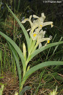 Image of Iris caucasica Hoffm.