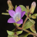 Image de Campanula propinqua Fisch. & C. A. Mey.