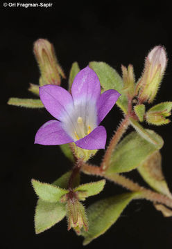 Image of Campanula propinqua Fisch. & C. A. Mey.