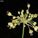 Image of Allium flavum L.