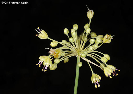 Image of Allium flavum L.