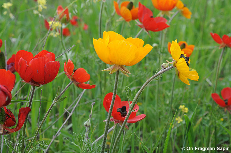 Image of Ranunculus asiaticus