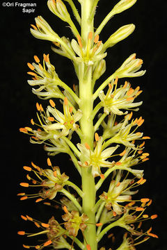 Image of Eremurus spectabilis M. Bieb.