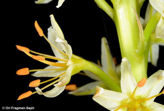 Image of Eremurus spectabilis M. Bieb.