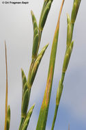 Image of quackgrass