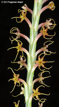 Image of Crucianella macrostachya Boiss.