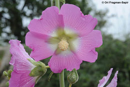 Image of Alcea dissecta (Baker) Zoh.